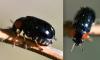 Smaragdina aurita
